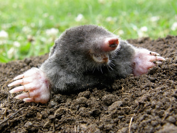 Mole Control